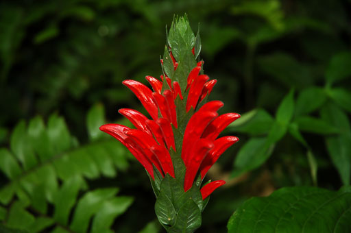 16-Trinidad
 Hero